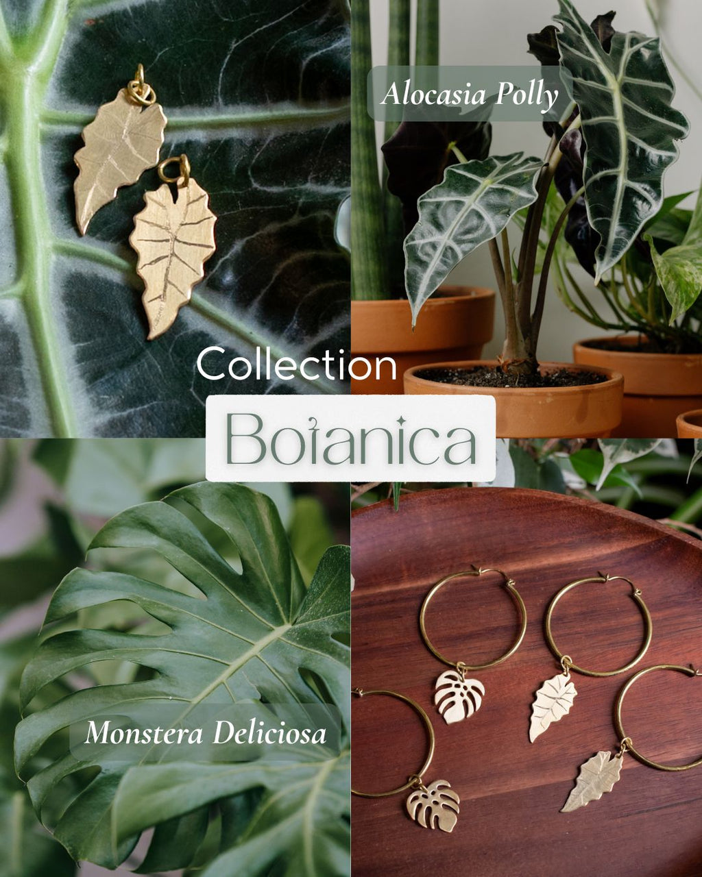 Collection Botanica 🌿  La Monstera Deliciosa