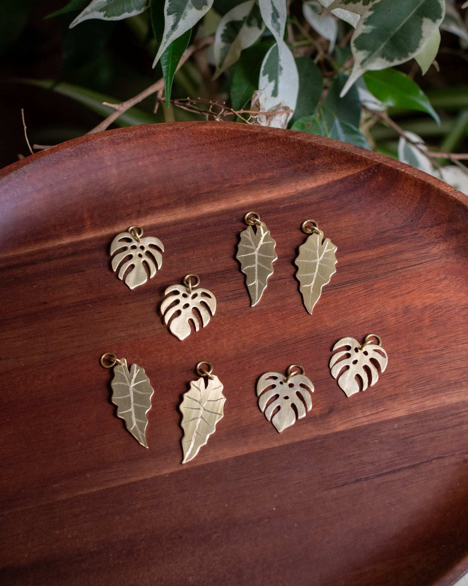 Collection Botanica 🌿  La Monstera Deliciosa