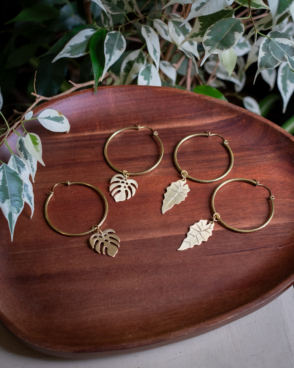 Collection Botanica 🌿  La Monstera Deliciosa