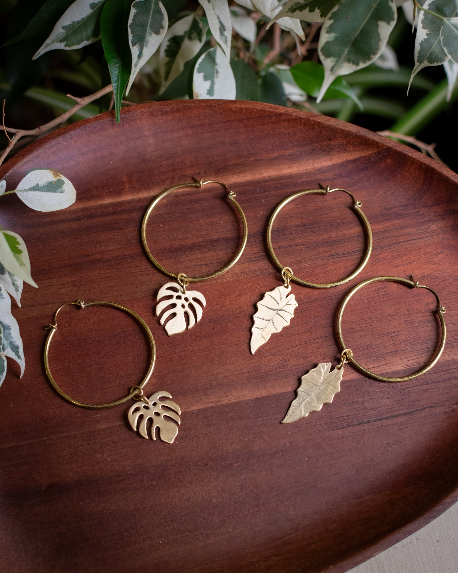 Collection Botanica 🌿 L'Alocasia Polly