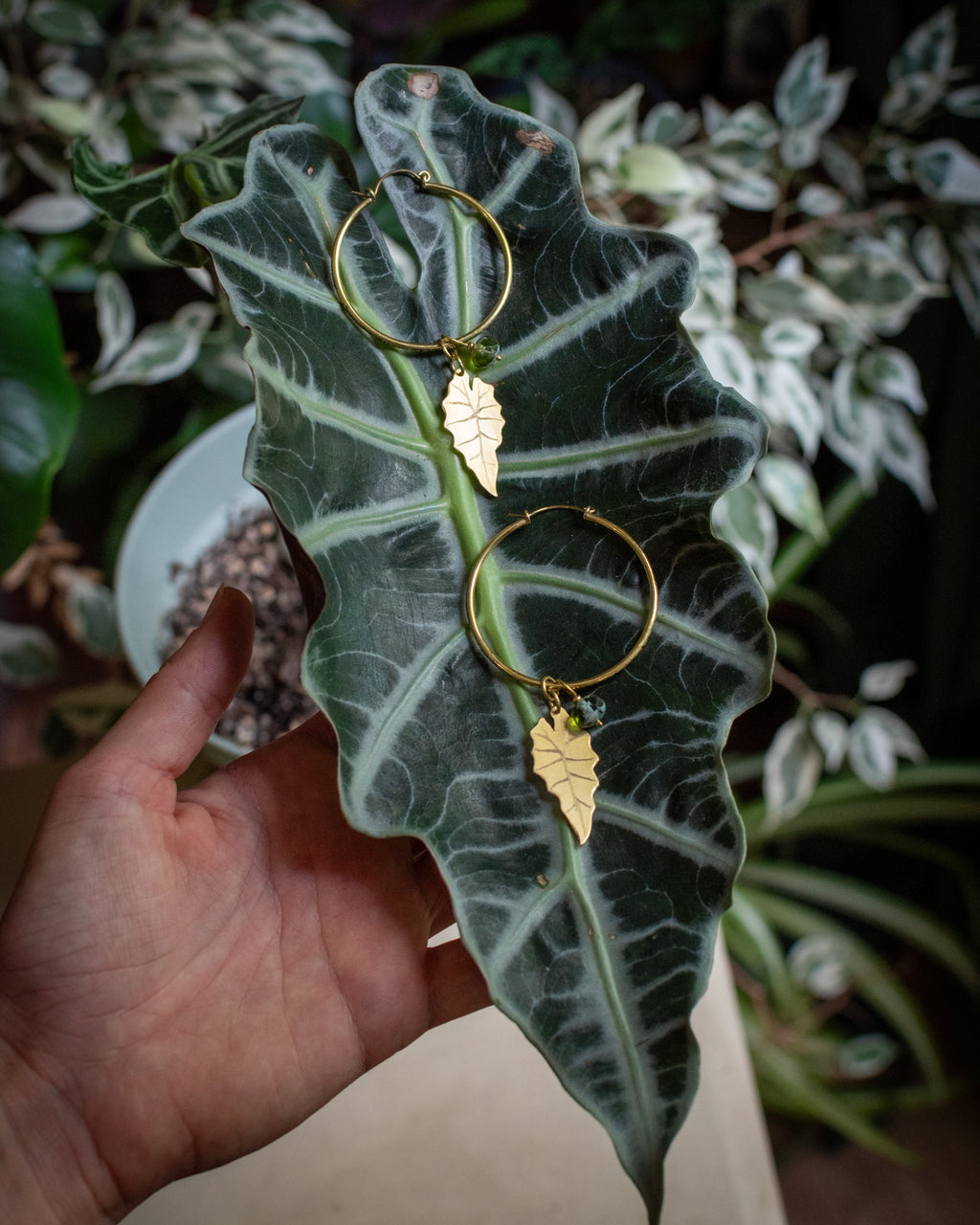 Collection Botanica 🌿 L'Alocasia Polly