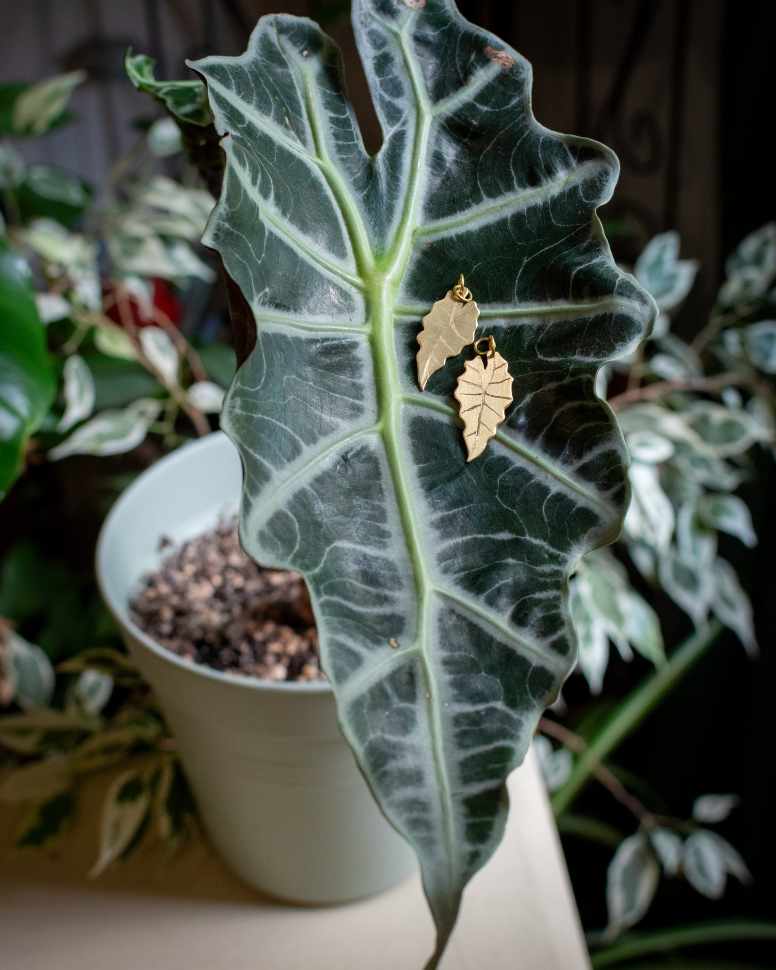 Collection Botanica 🌿 L'Alocasia Polly