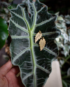 Collection Botanica 🌿 L'Alocasia Polly