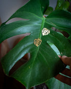 Collection Botanica 🌿  La Monstera Deliciosa