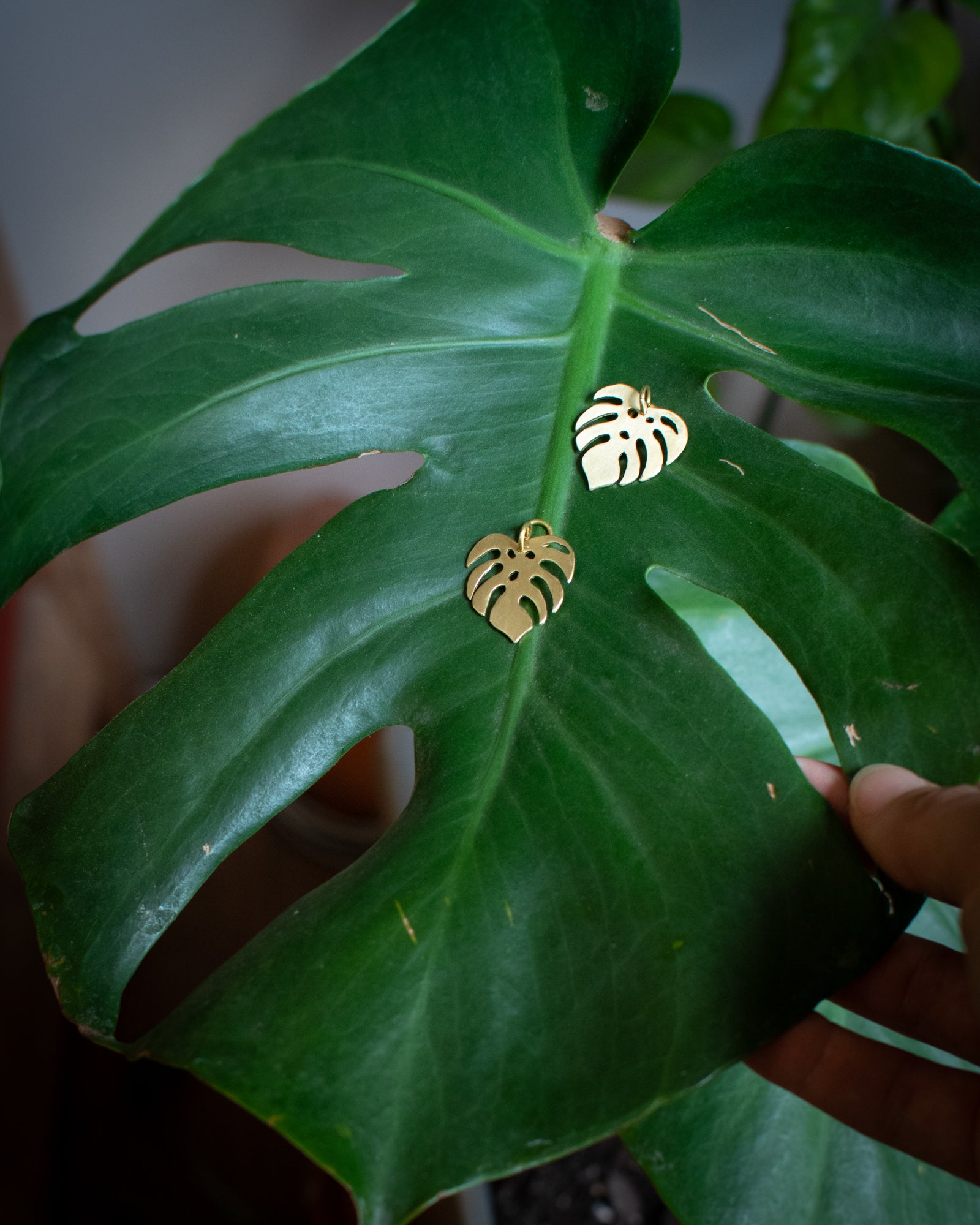 Collection Botanica 🌿  La Monstera Deliciosa